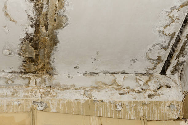 Mold Remediation for Vacation Homes in Sulphur Springs, TX