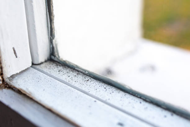 Best Forensic Mold Investigation  in Sulphur Springs, TX